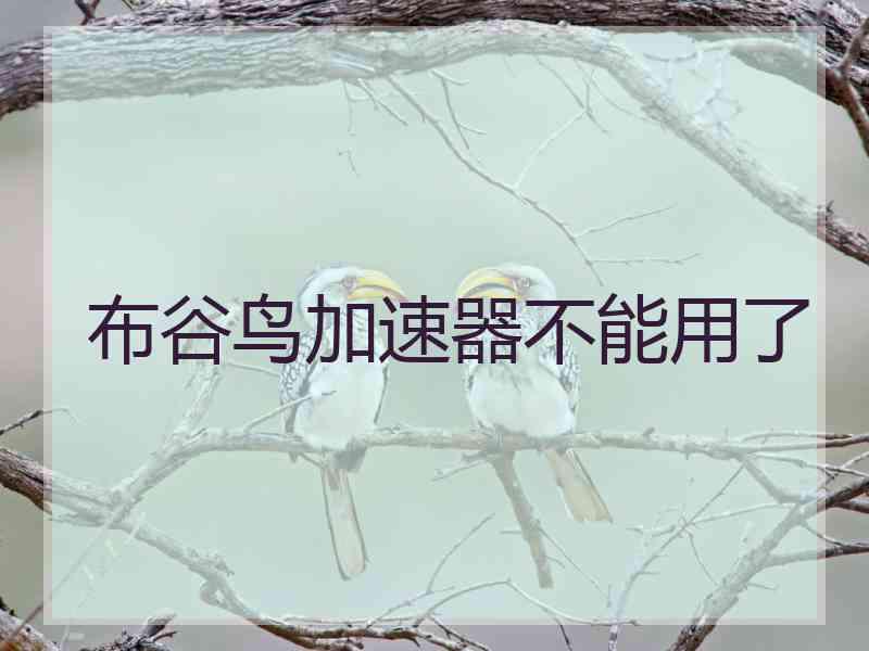 布谷鸟加速器不能用了