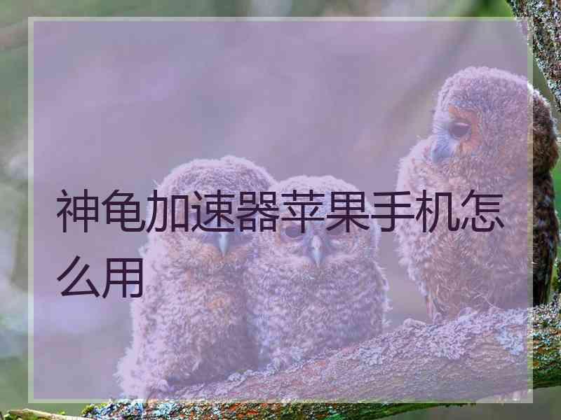 神龟加速器苹果手机怎么用